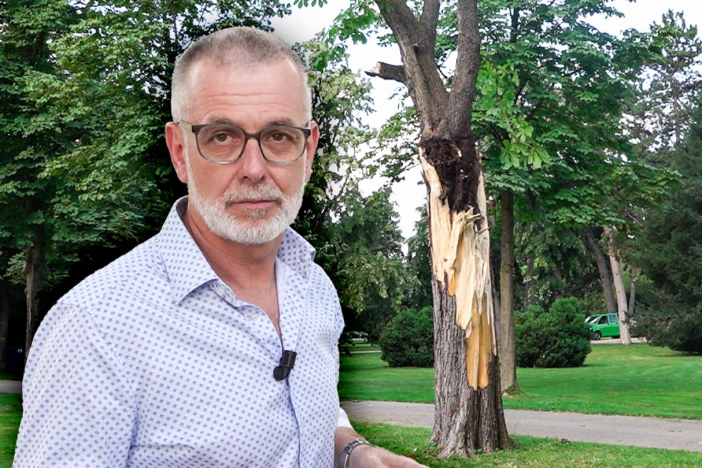 «Müssen immer mehr Geld und Zeit in die Baumpflege investieren»