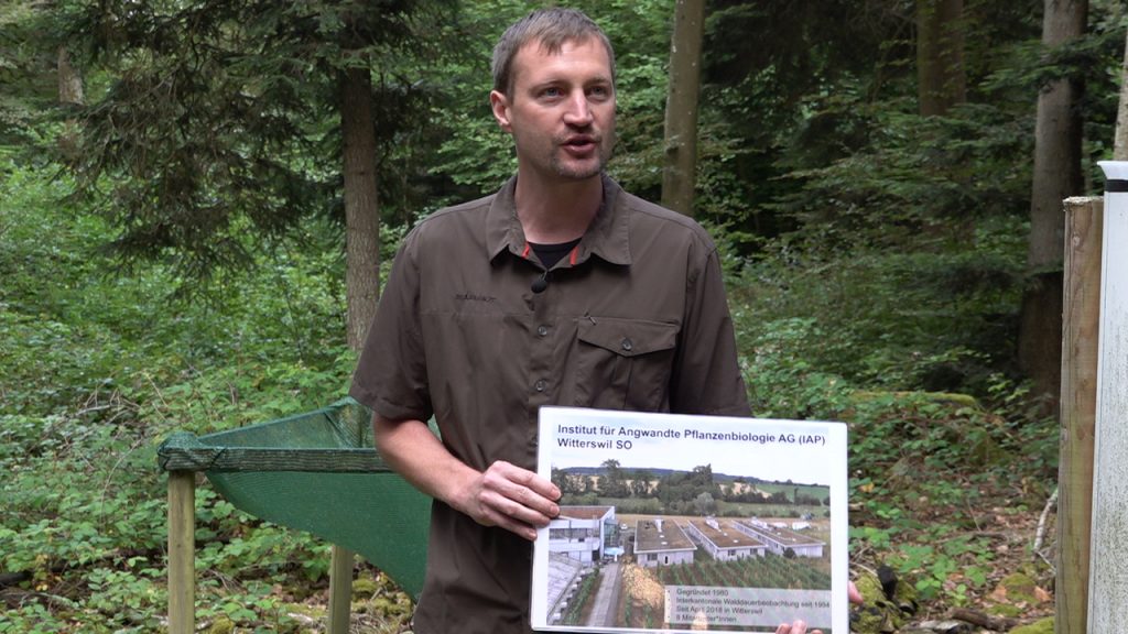 Darum ist Stickstoff ein Problem für die Basler Wälder