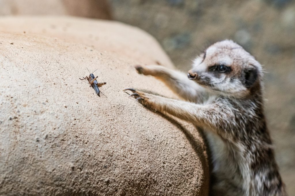 Insekten im Zolli: Futtertiere und Schädlinge