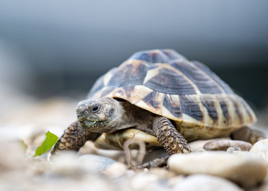 Tierheim kann keine weiteren Findel-Schildkröten mehr aufnehmen