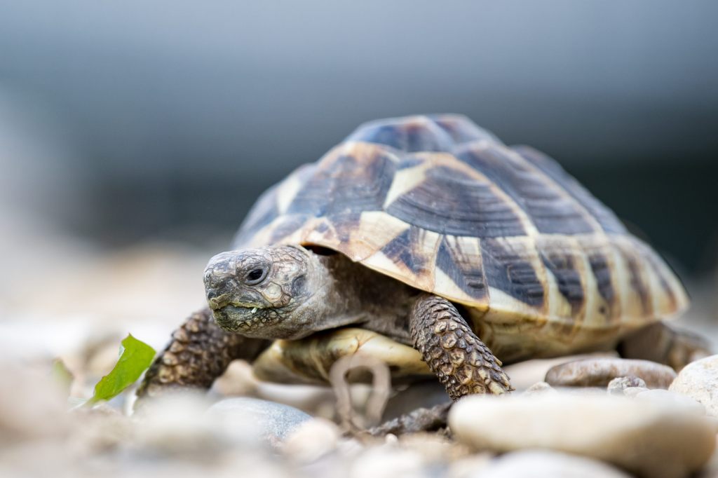 Tierheim kann keine weiteren Findel-Schildkröten mehr aufnehmen
