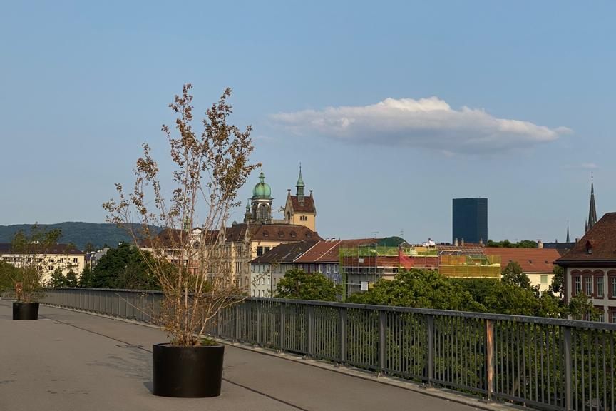 Einige Bäume auf der Dreirosenbrücke mussten bereits ausgetauscht werden