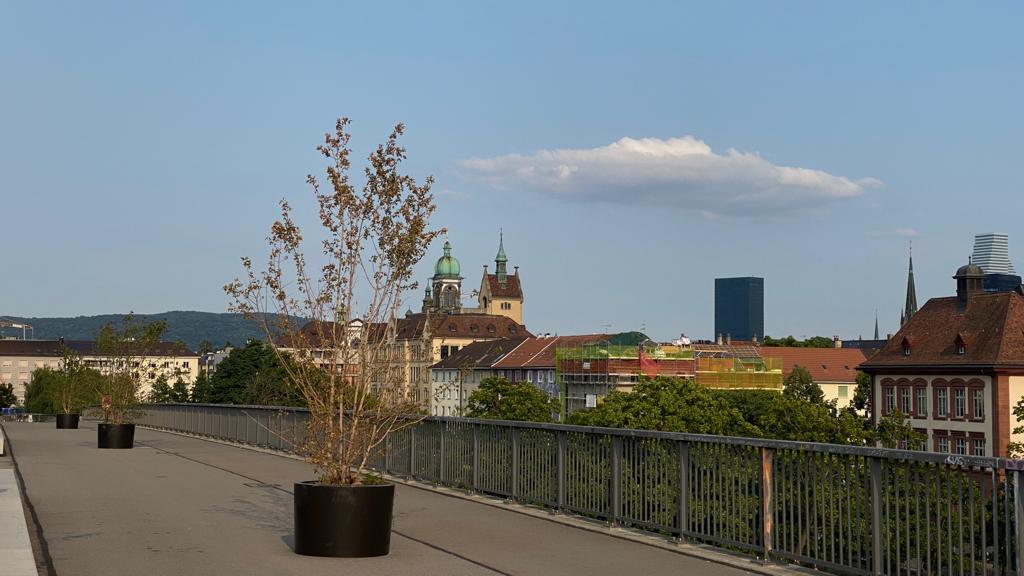 Einige Bäume auf der Dreirosenbrücke mussten bereits ausgetauscht werden