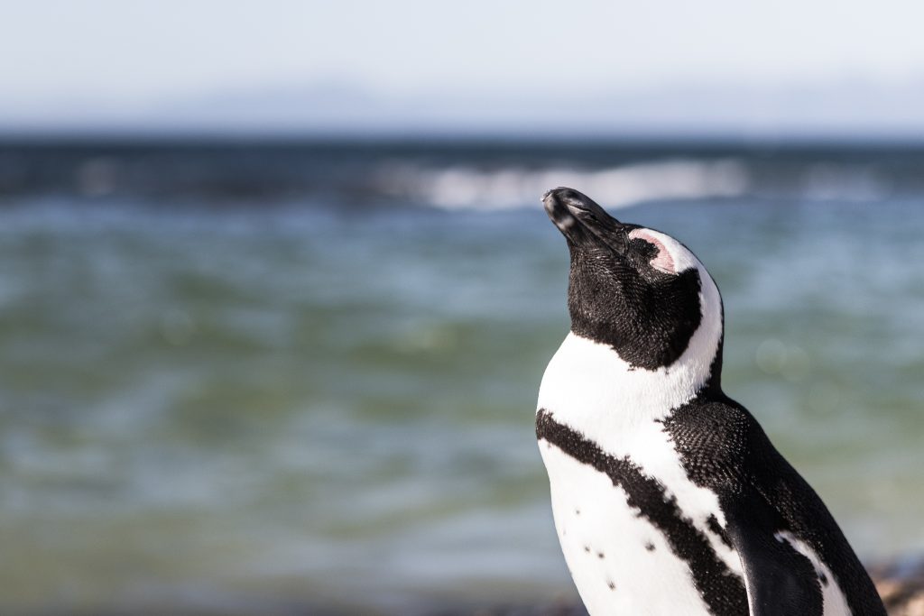 Massenhaft tote Pinguine an Uruguays Küsten angespült