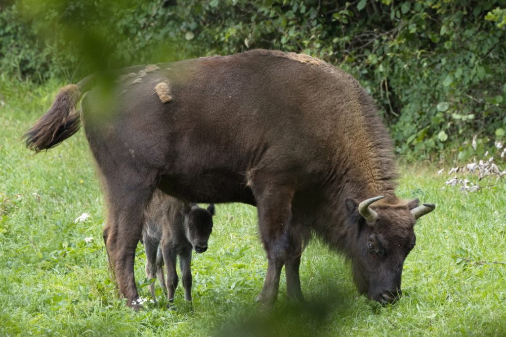 Erstes Wisent-Kalb seit tausend Jahren in Solothurner Jura geboren