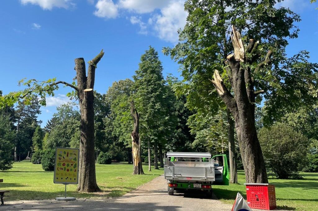 Sturmschäden: 20 weitere Bäume müssen notgefällt werden