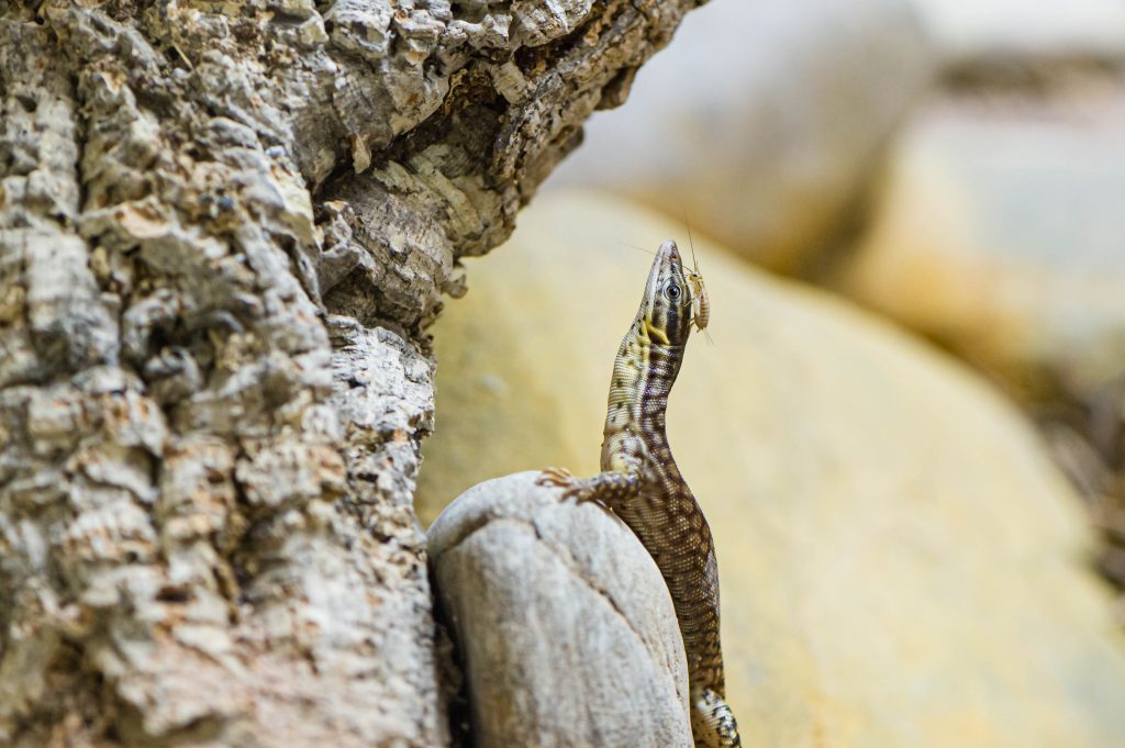 Insekten im Zolli: Futtertiere und Schädlinge