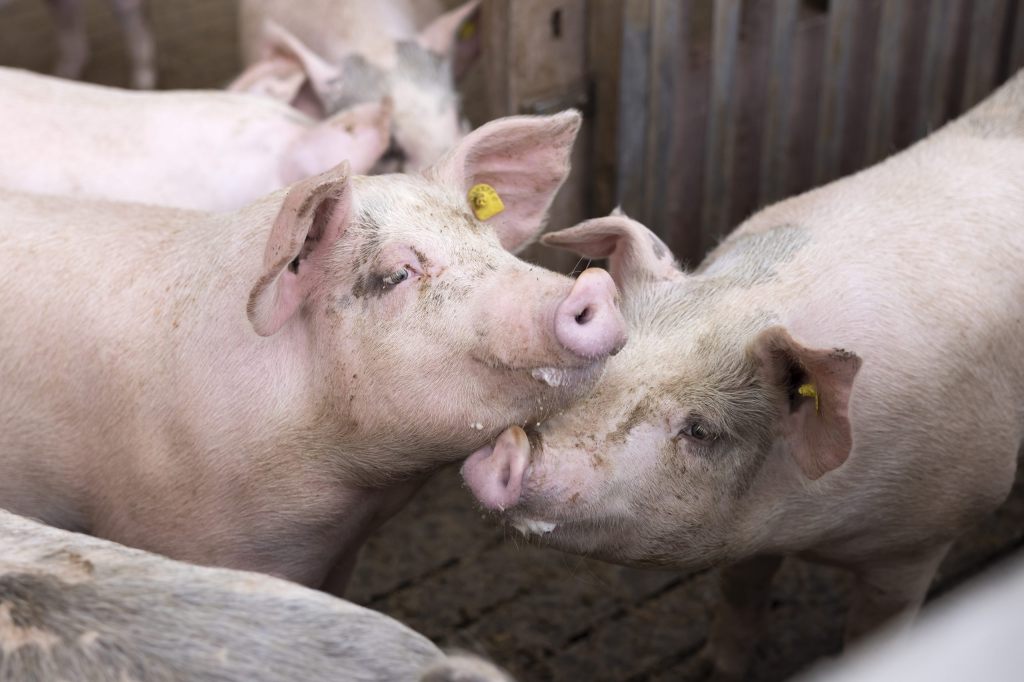 Hilfsbereite Tiere: Schweine lassen sich nicht im Stich