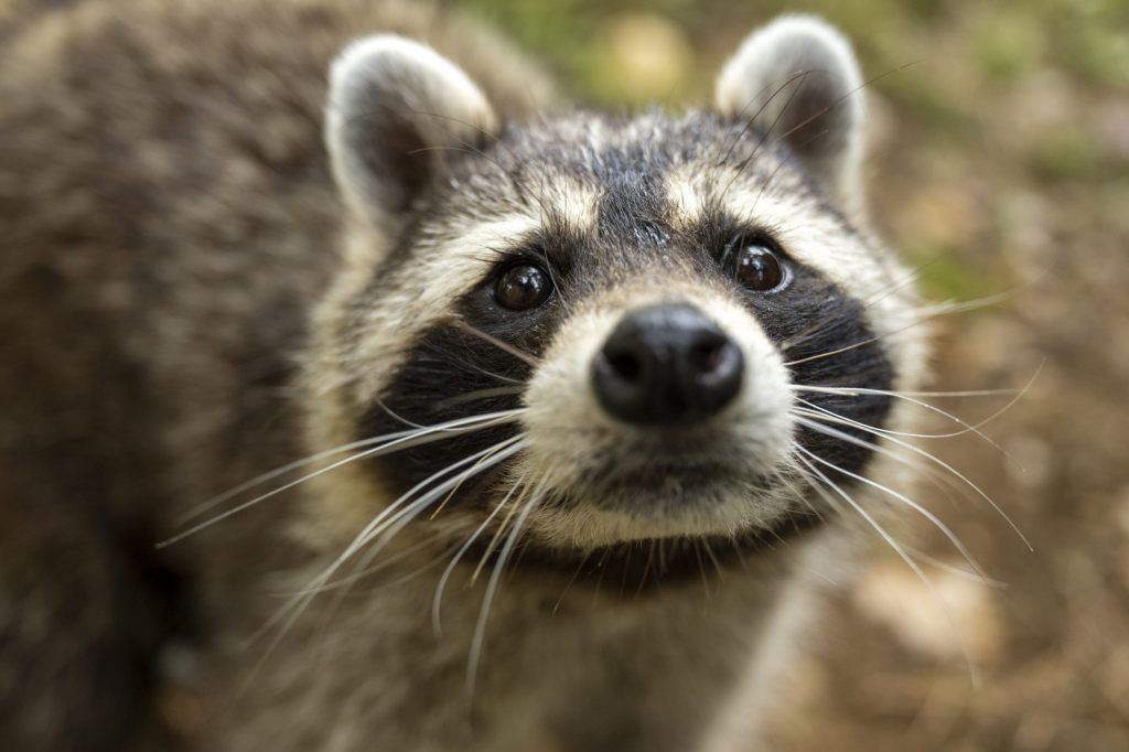 Kastrieren anstatt töten: Tierfreunde wollen Baselbieter Waschbären retten