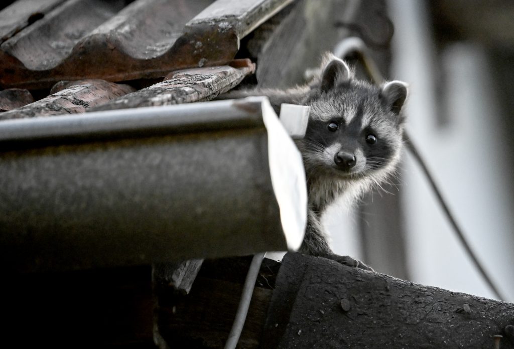 Kastrieren anstatt töten: Tierfreunde wollen Baselbieter Waschbären retten