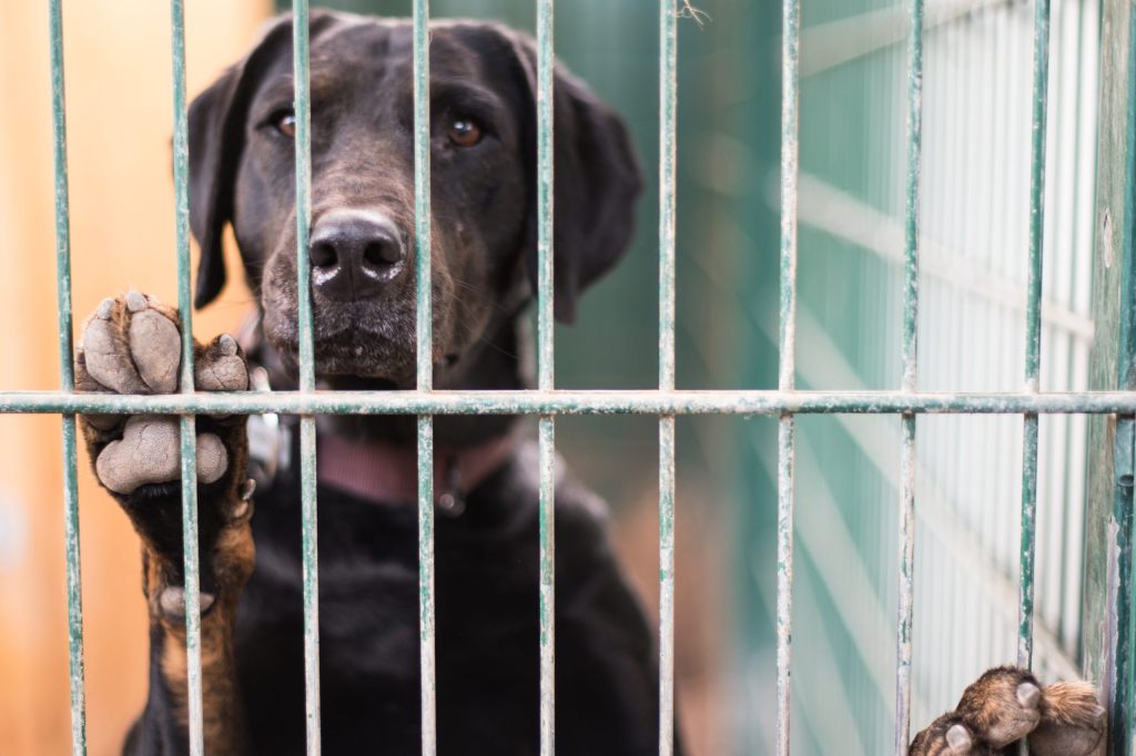 Tausende Tiere landeten im letzten Jahr im Tierheim