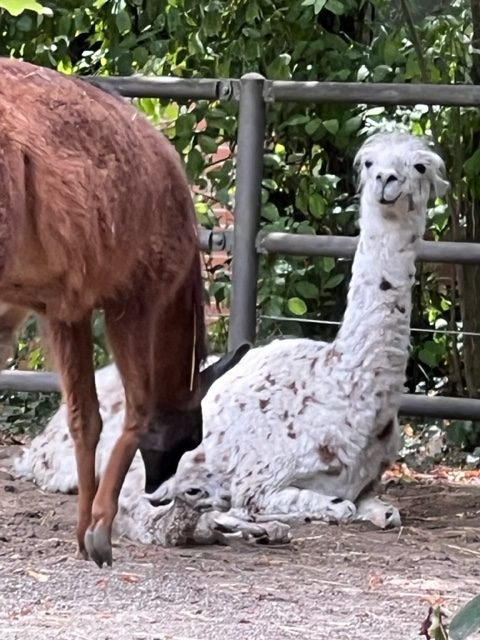 Im Zolli ist ein Baby-Lama zur Welt gekommen