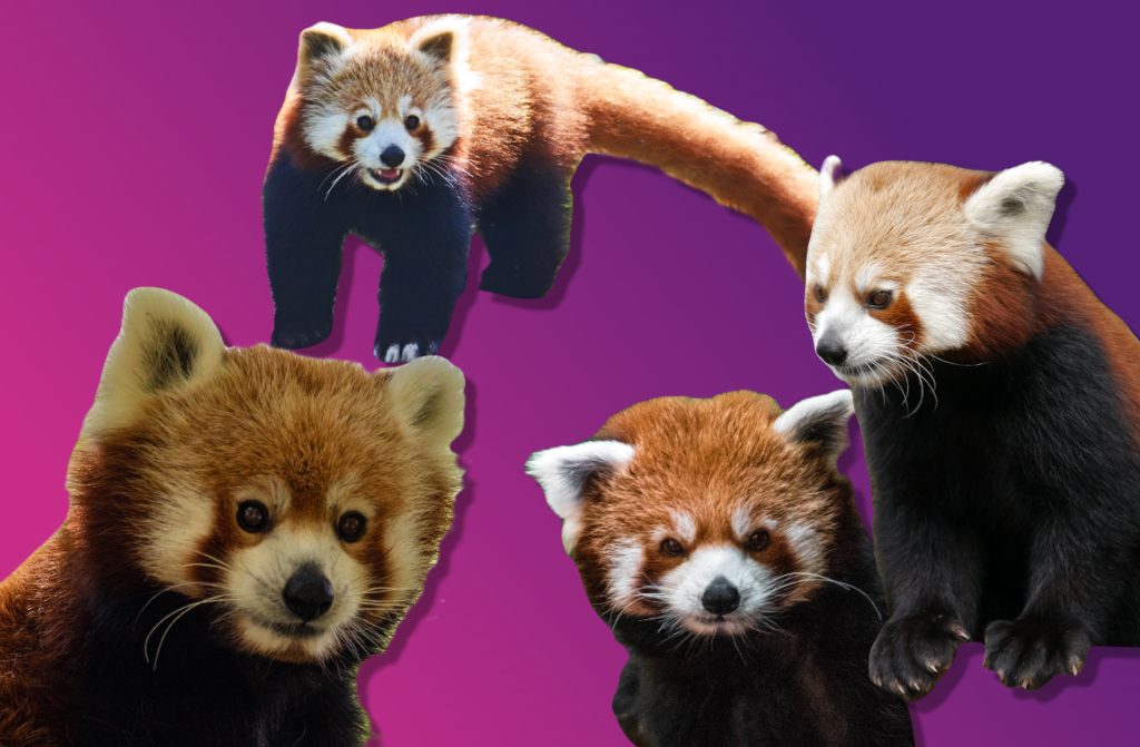 Diese Roten Pandas versüssen dir den Wochenstart