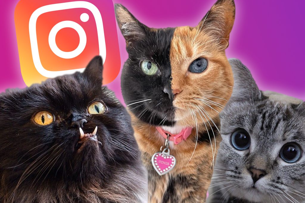 Diese Katzen haben mehr Follower als so mancher Promi