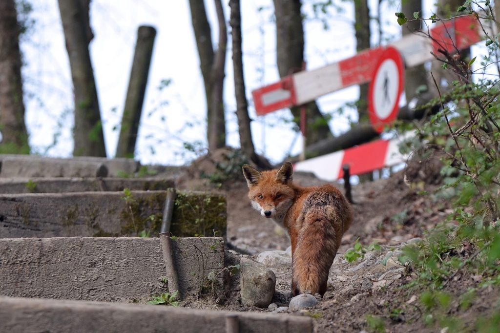 Wilde Nachbarn: Diese Plattform macht Wildtiere sichtbarer