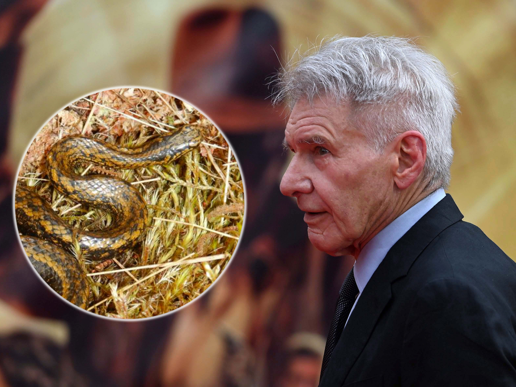 Deshalb heisst diese Schlange wie Harrison Ford