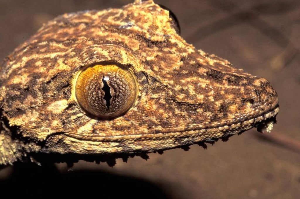 Diese Gecko-Art war bisher noch unbekannt
