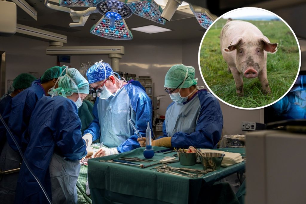 Schweineniere rettet Menschenleben