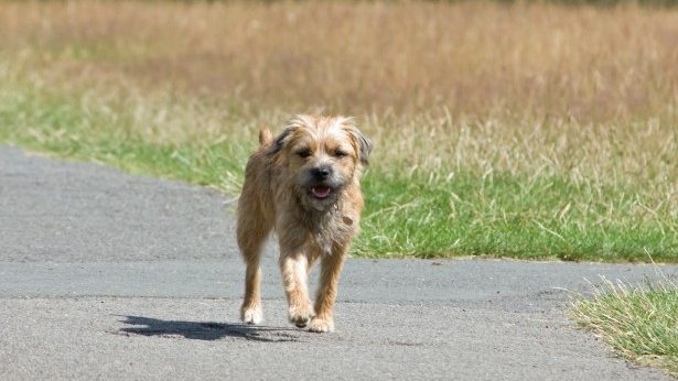 Reise durch die Schweiz: «Lucky» entwischt und legt über Nacht 160 Kilometer zurück