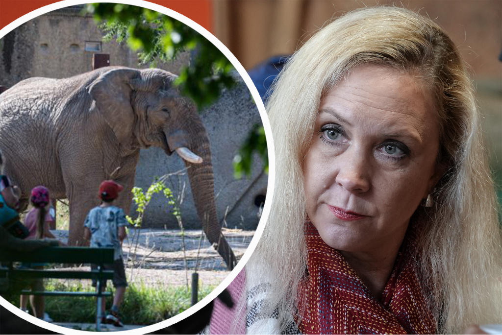 Tierschützerin kritisiert Zolli für Elefanten-Haltung