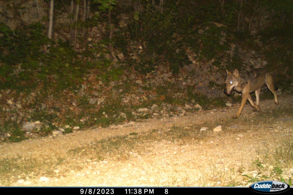 Hier tappt ein Wolf in die Fotofalle