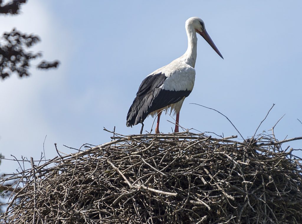 Die Basler Störche fliegen bald los in Richtung Süden