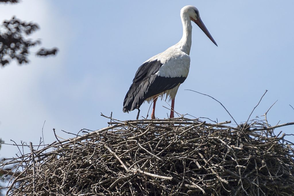 Die Basler Störche fliegen bald los in Richtung Süden