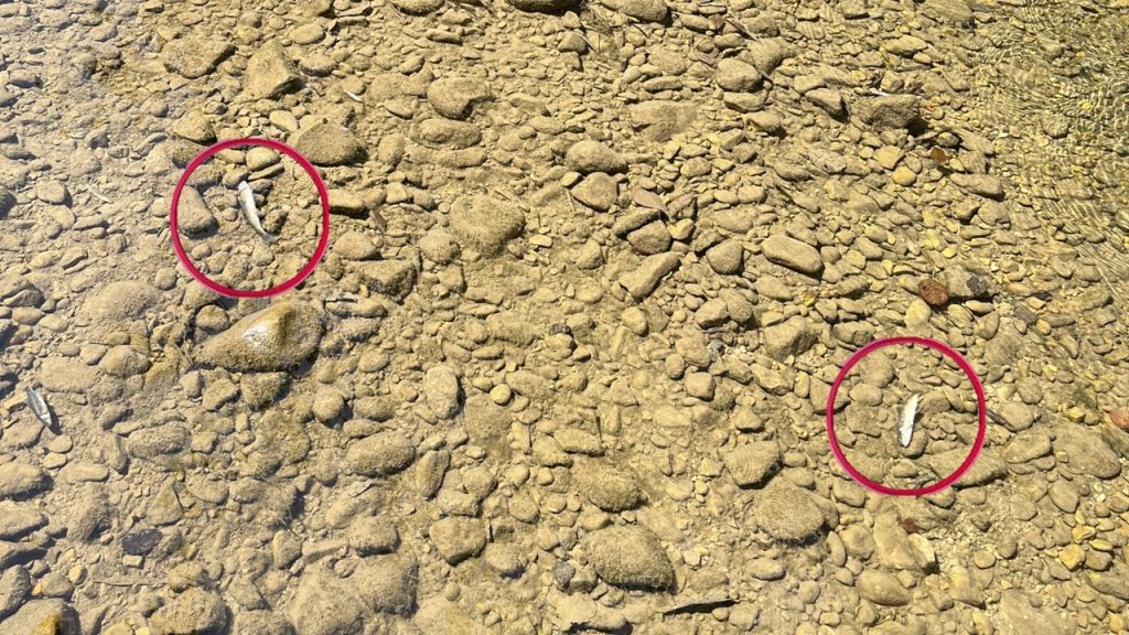 Passanten finden tote Fische in der Vorderen Frenke