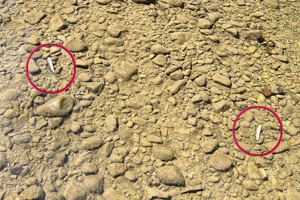 Passanten finden tote Fische in der Vorderen Frenke