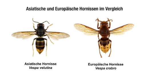 Jagd mit Peilsender und Antenne: Imker kämpfen gegen die Asiatische Hornisse