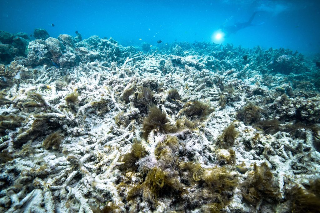 Korallenbleiche ist so schlimm wie noch nie