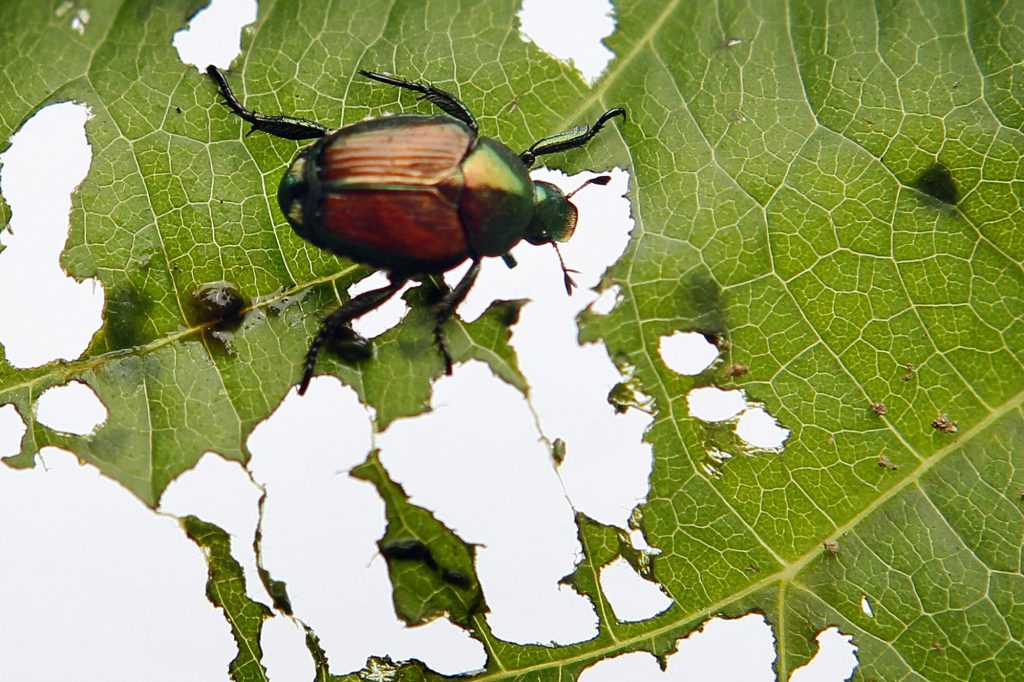 Invasive Arten bedrohen Schweizer Natur und Gesundheit