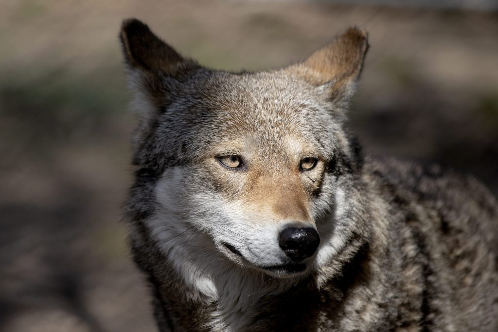 Tierschützer kritisieren geplante Verordnung zu Wolfsabschüssen