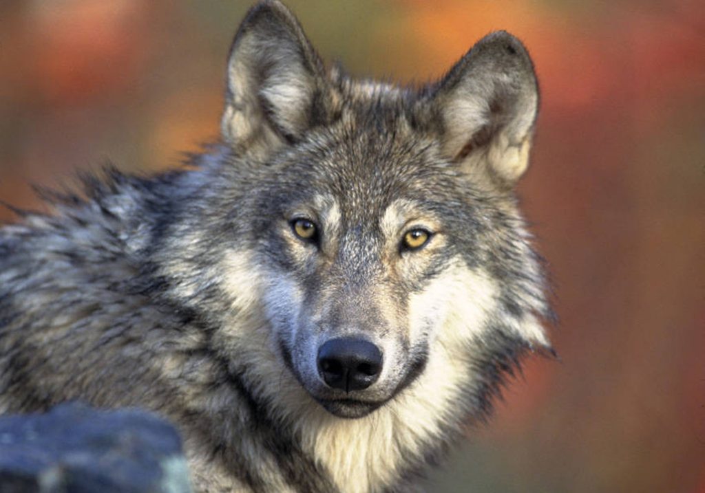 Tessiner Wissenschaftler testen Anti-Wolfs-Halsbänder