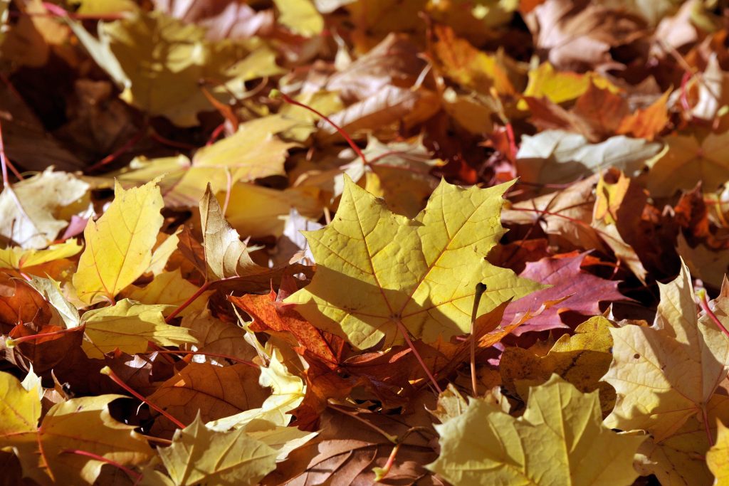 Worauf du dich im Herbst in Basel am meisten freuen kannst