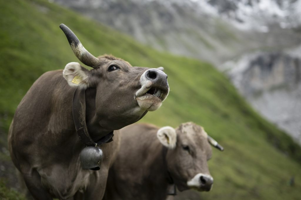 In der Schweiz gibt es weniger Milchkühe