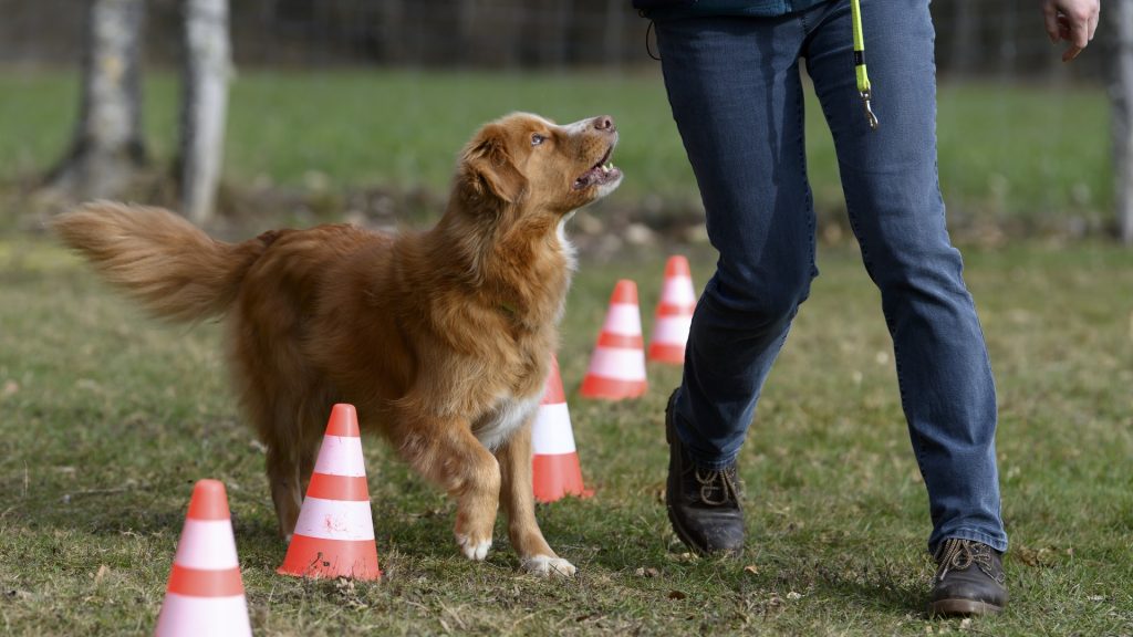 Neue Hundehalter sollen wieder einen Praxiskurs besuchen müssen