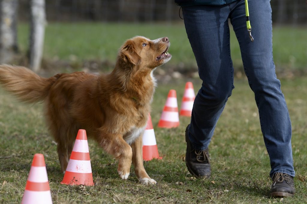 Neue Hundehalter sollen wieder einen Praxiskurs besuchen müssen