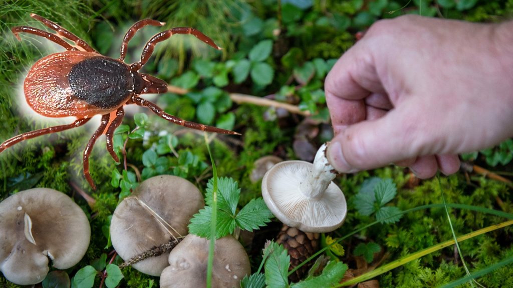 Was haben Pilze und Zecken miteinander zu tun?