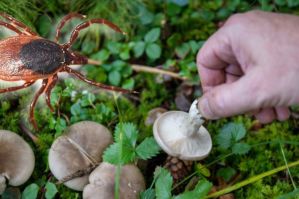 Was haben Pilze und Zecken miteinander zu tun?