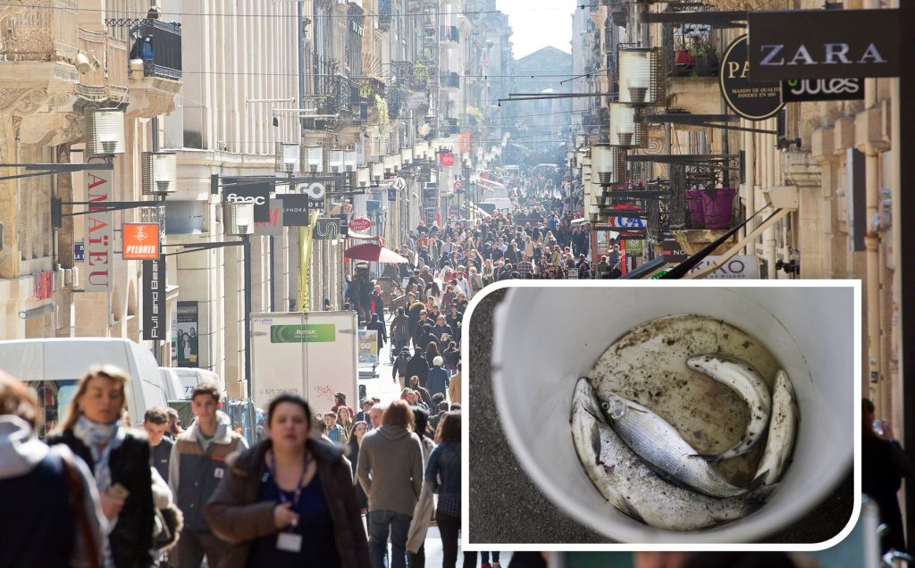 Verdorbener Fisch in französischer Bar: Tote und zehn Vergiftete
