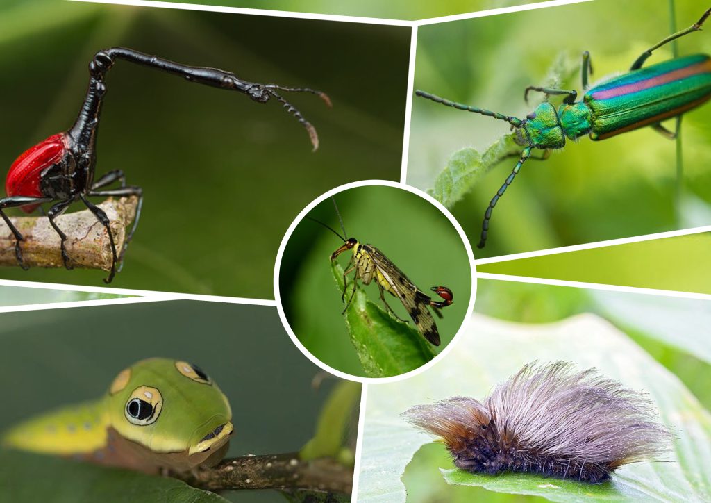 Diese komischen Insekten gibt es wirklich