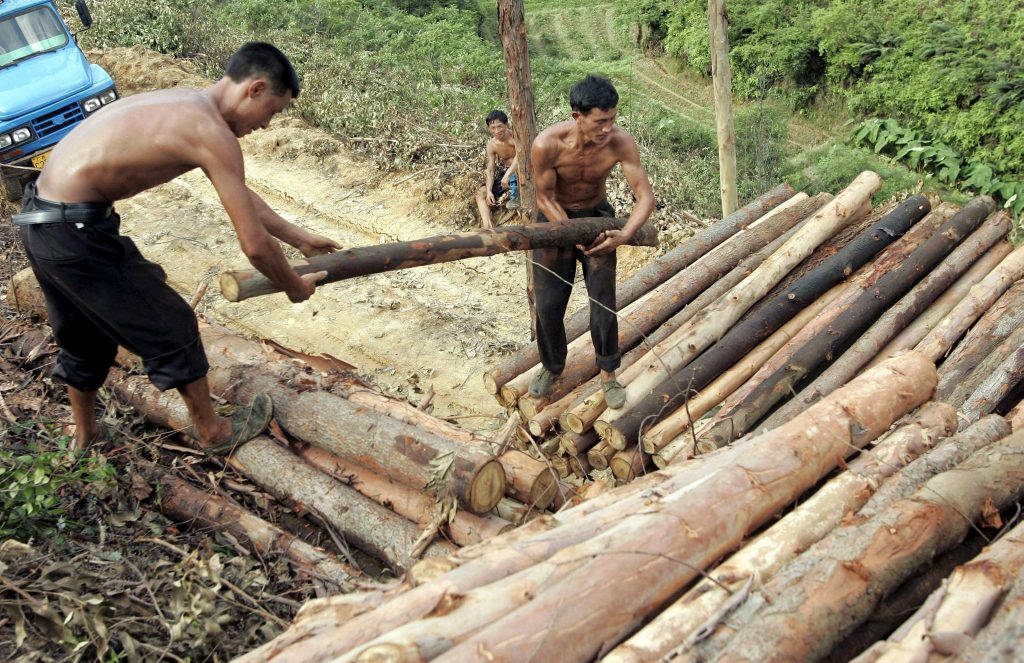 Zerstörung von Wäldern hat 2022 weltweit zugenommen