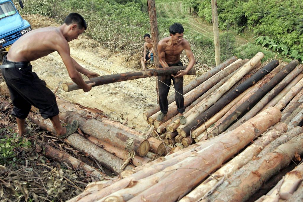 Zerstörung von Wäldern hat 2022 weltweit zugenommen