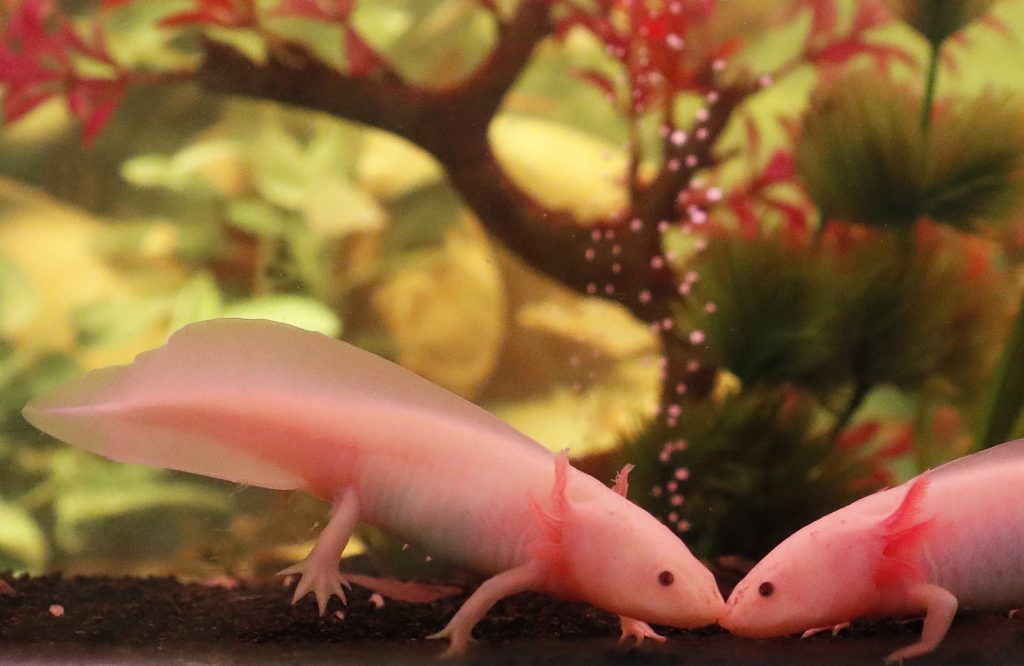 Forscher entschlüsseln, wie sich Axolotl selbst heilen können