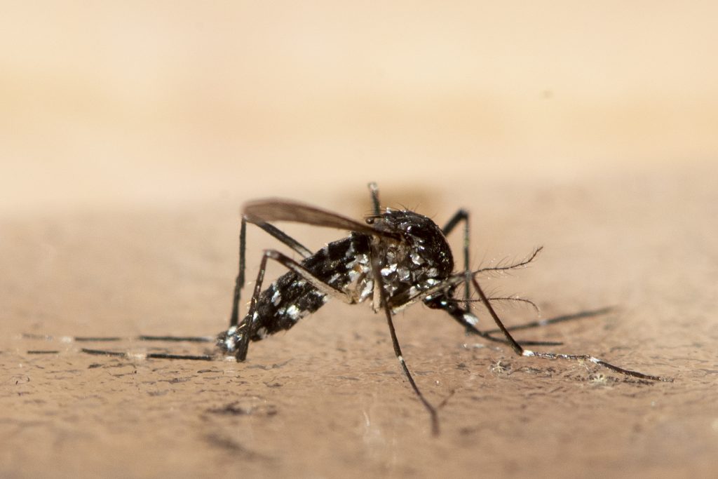 Zahl der Dengue-Fieber-Fälle in der Schweiz steigt