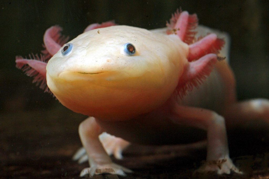 Forscher entschlüsseln, wie sich Axolotl selbst heilen können