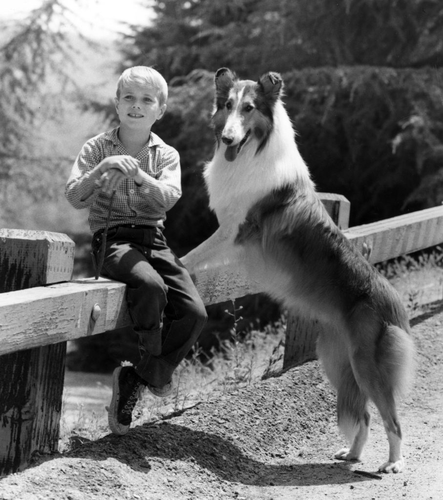 Diese Hunde haben Geschichte geschrieben