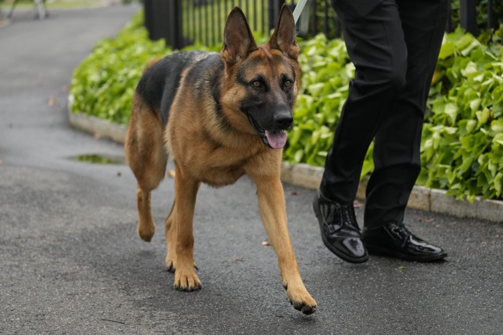 Joe Bidens Hund darf nach Beissattacken nicht mehr ins Weisse Haus