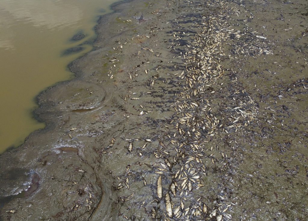 Massensterben im Amazonas: Über 100 tote Flussdelfine gefunden